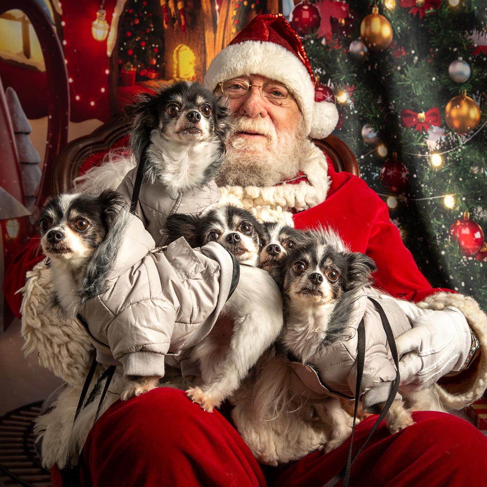 Santa Claus posing with 5 small dogs