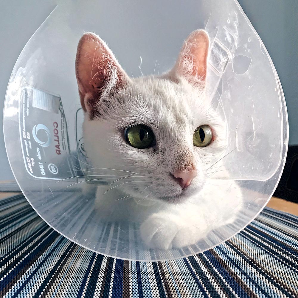 White cat with green eyes wearing cone
