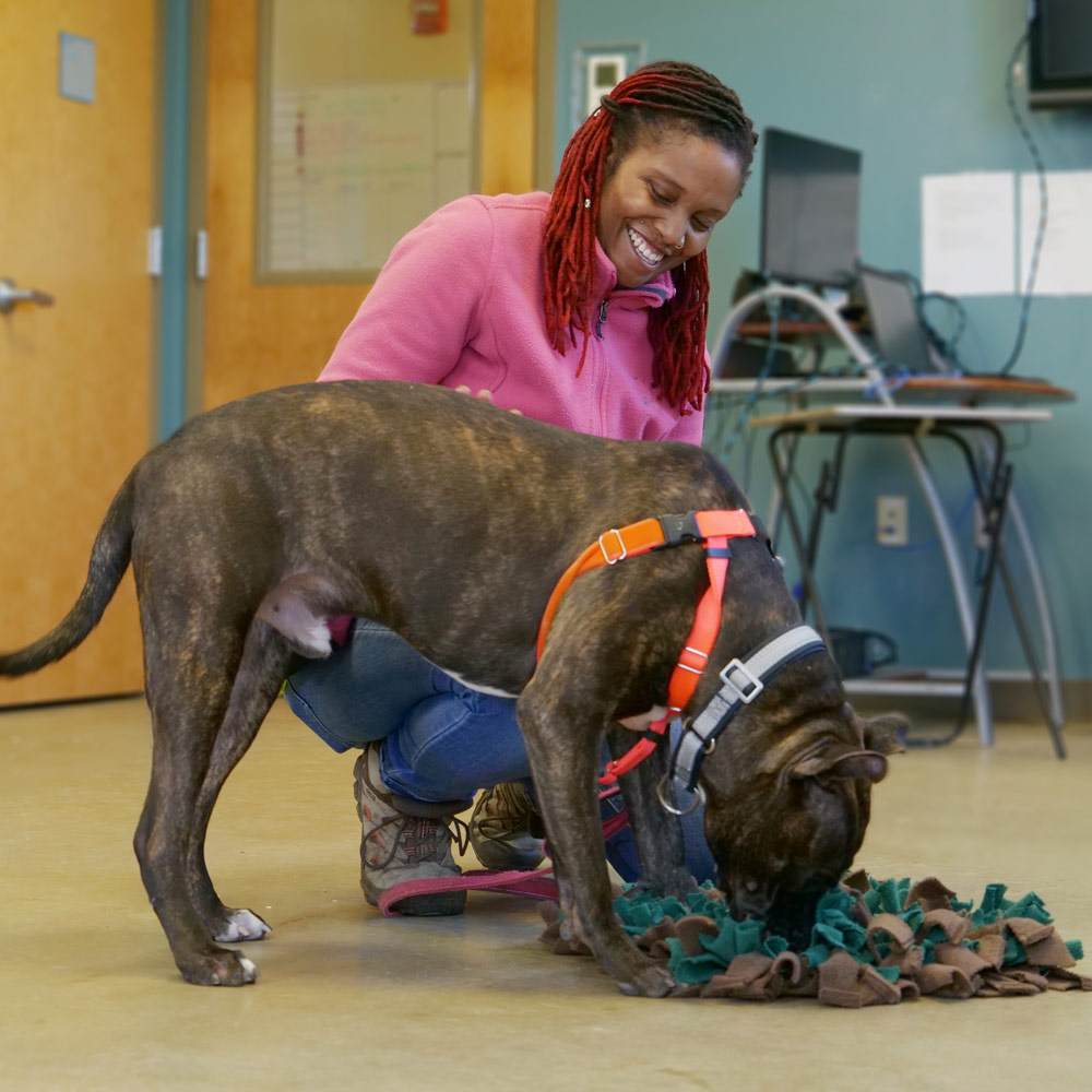 Woman with pink jacket training brown and white pitbull with orange harness using snuffle mat and treats