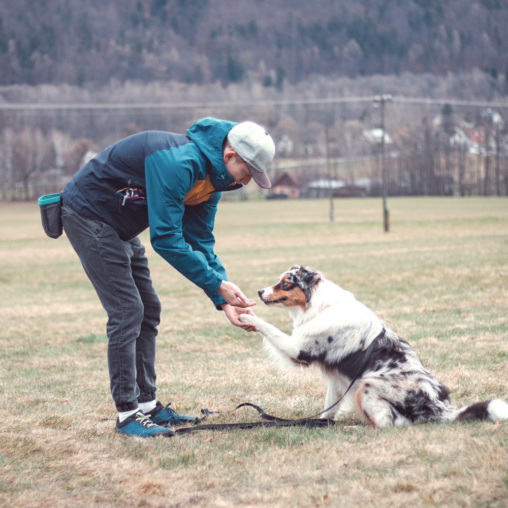 retriever dog taking treat from owner in field