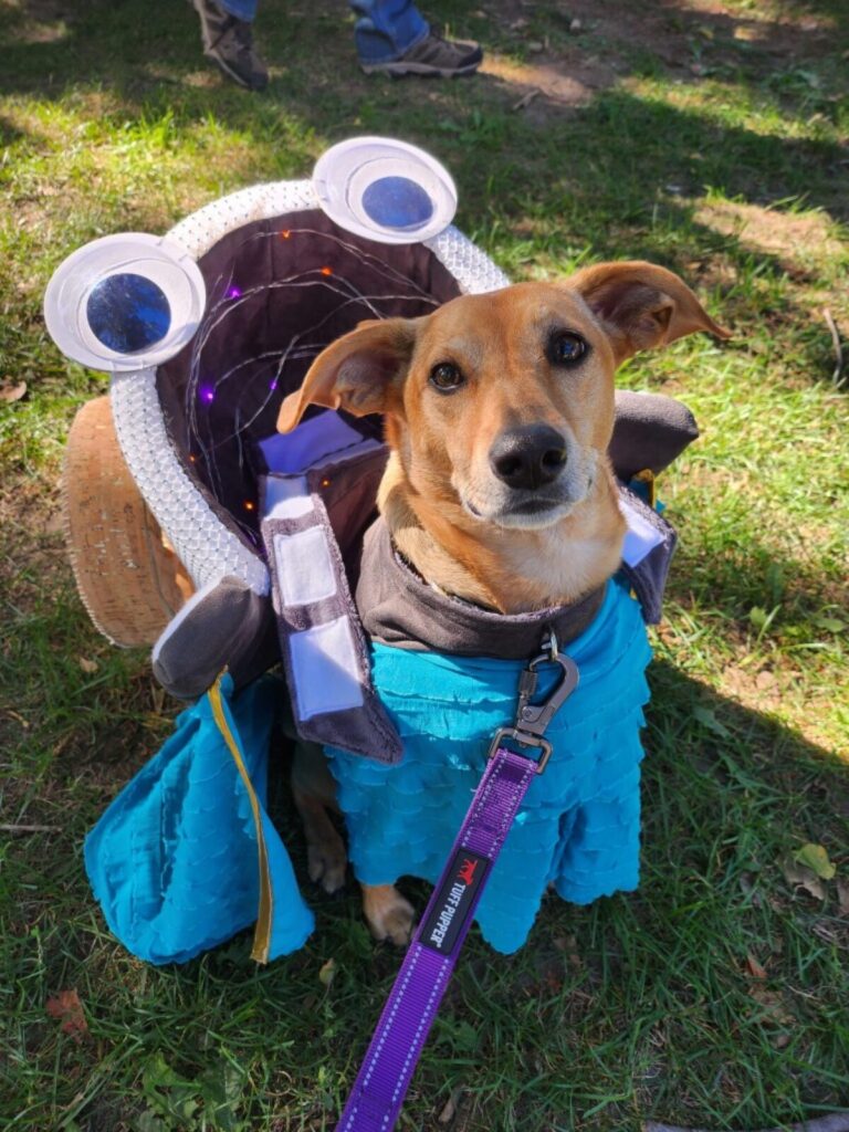 Small brown dog in halloween costume