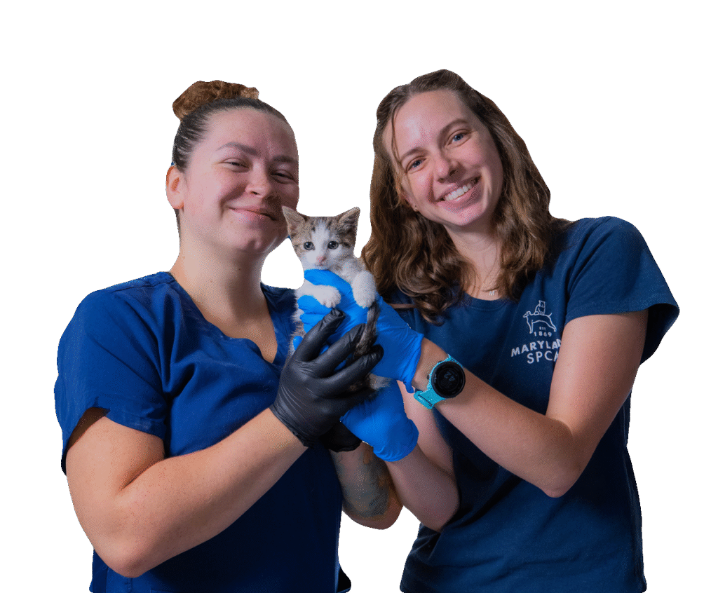 Two foster employees in scrubs holding white kitten