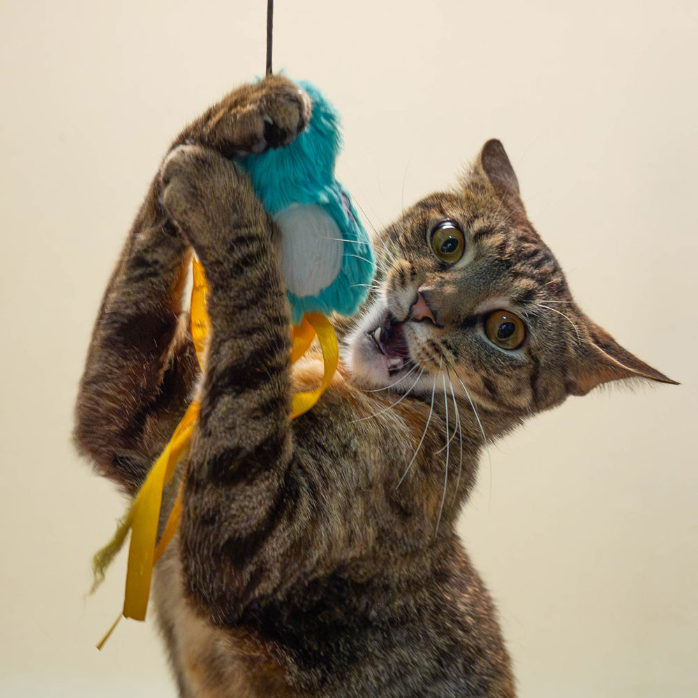 Tabby shelter cat playing with blue wand toy