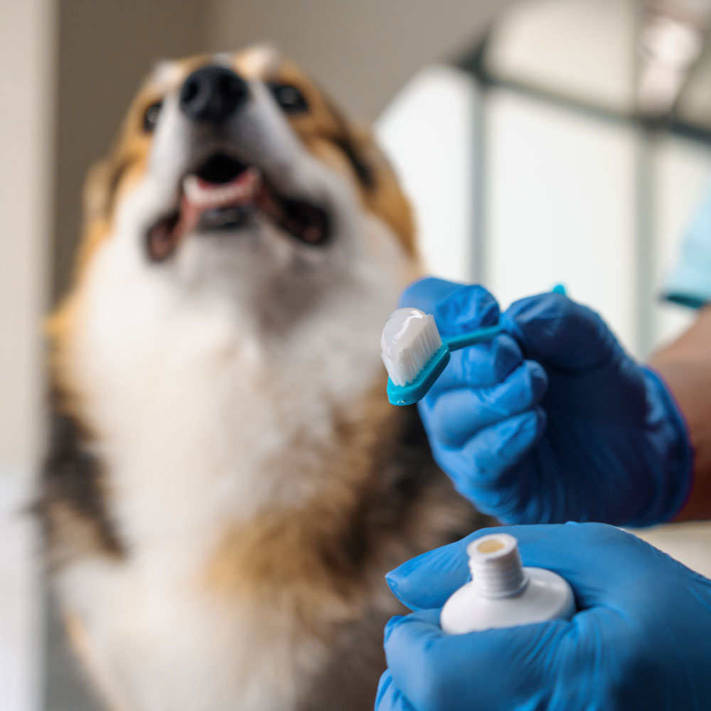 person with gloves holding toothpaste and toothbrush with shelter shepherd dog in background