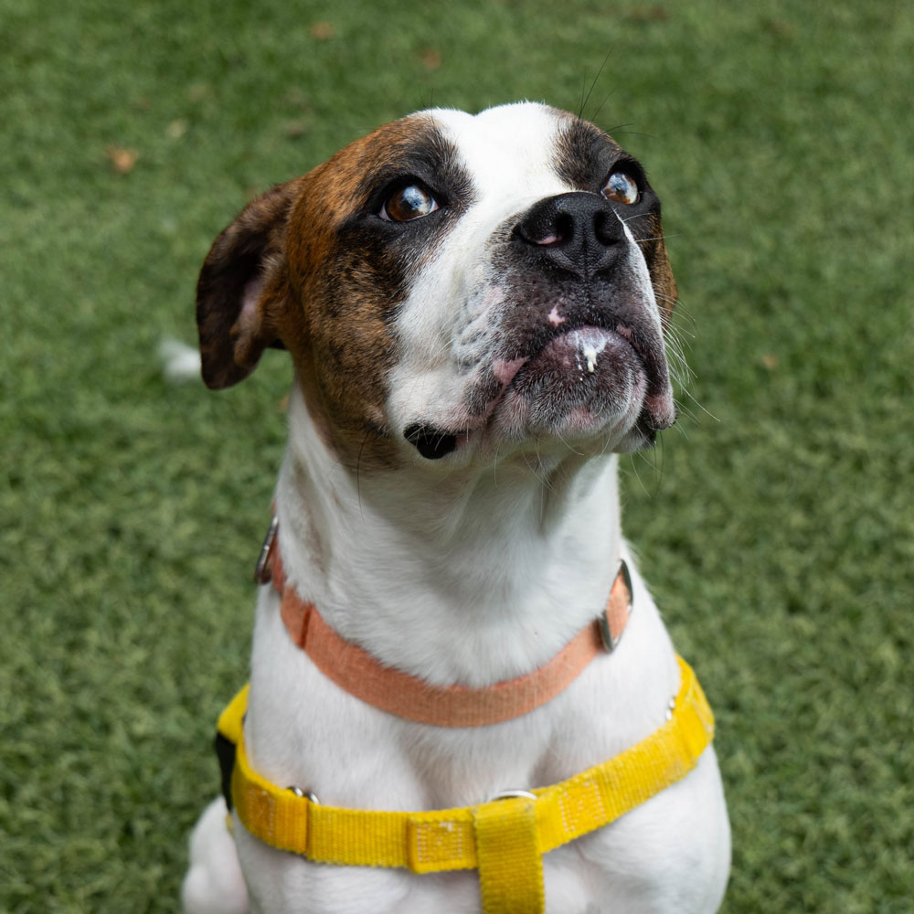 white and tan pit bull mixed breed with yellow harness