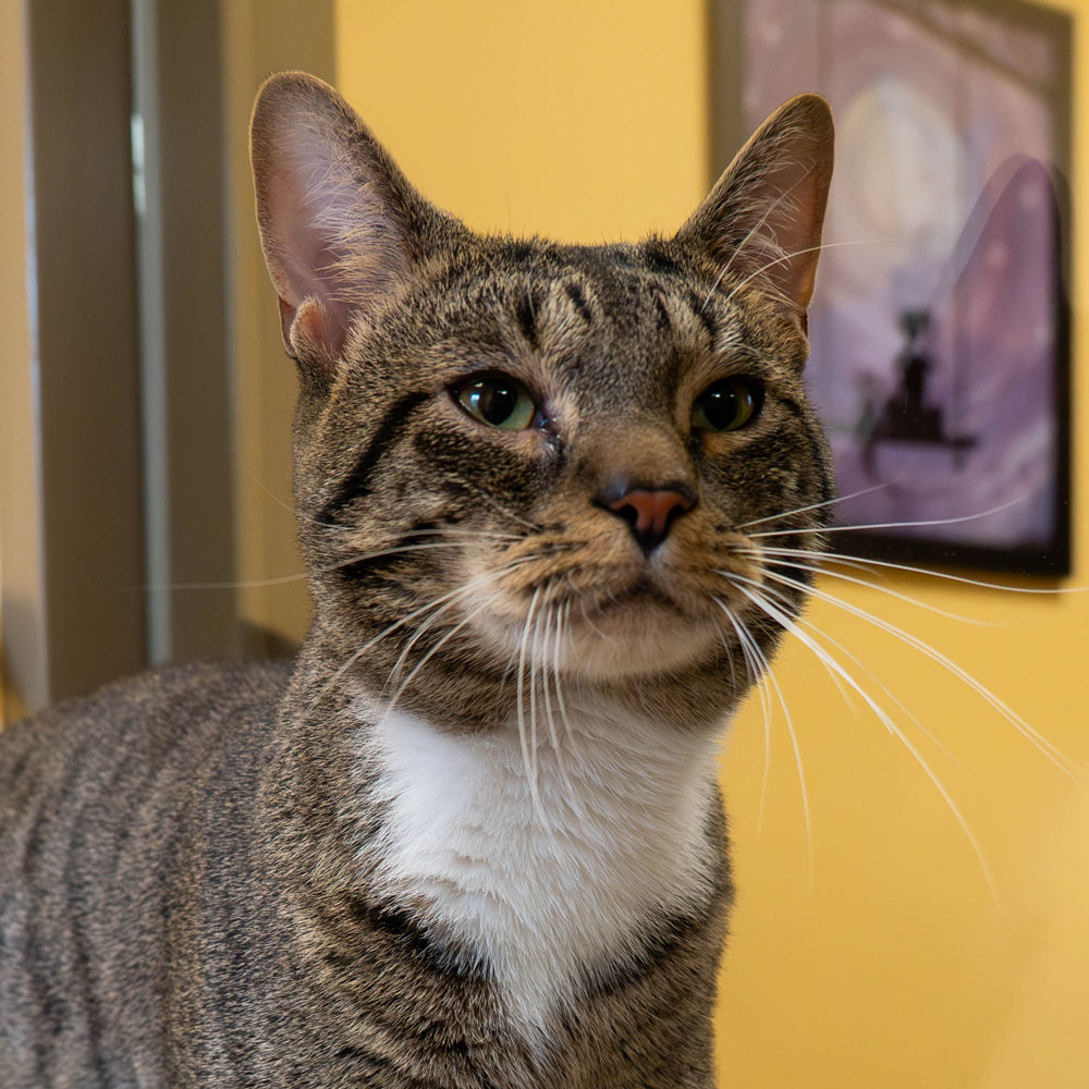 white and tabby shelter cat in yellow room