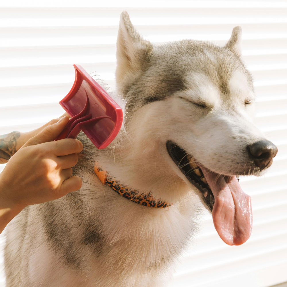 Person with red comb grooming husky