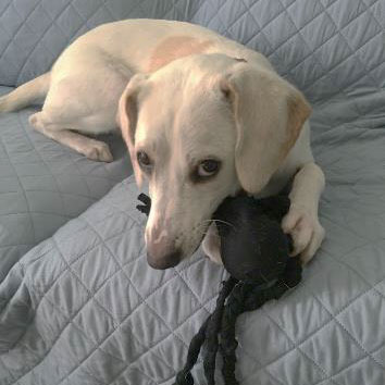 Blonde hound dog with homemade octopus dog toy