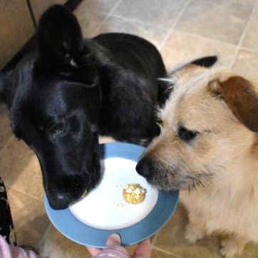 Black and tan dogs enjoying homemade pumpkin and oat dog treats