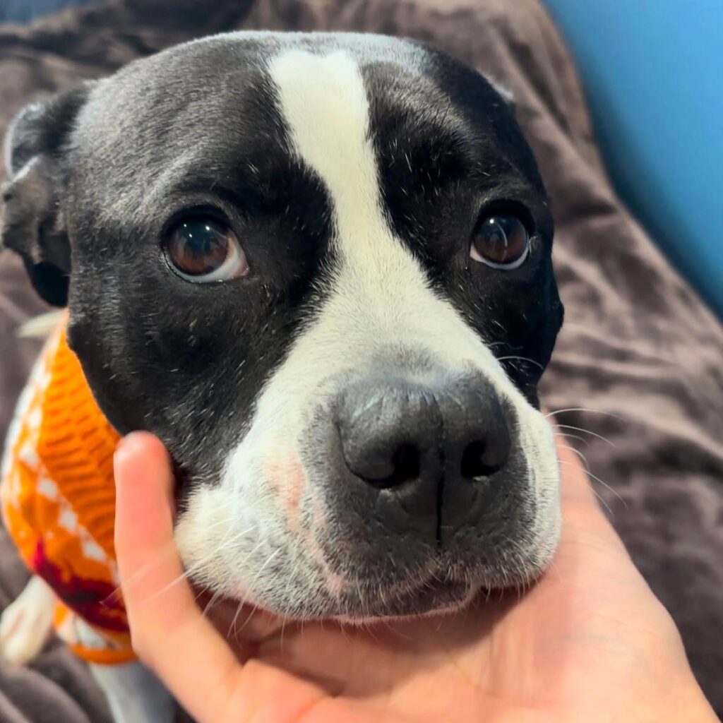 Tattooed hand scratching chin of black and white pitbull wearing an orange sweater