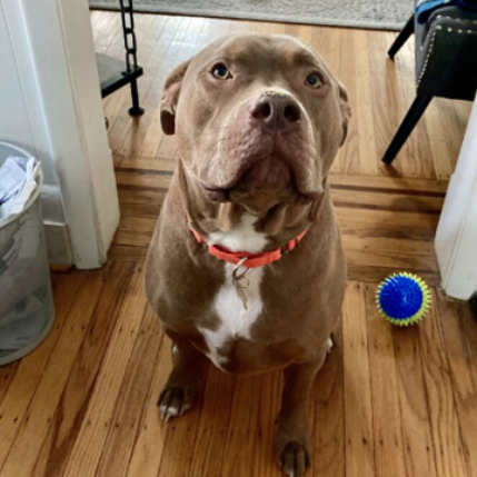 Tan pitbull with orange collar