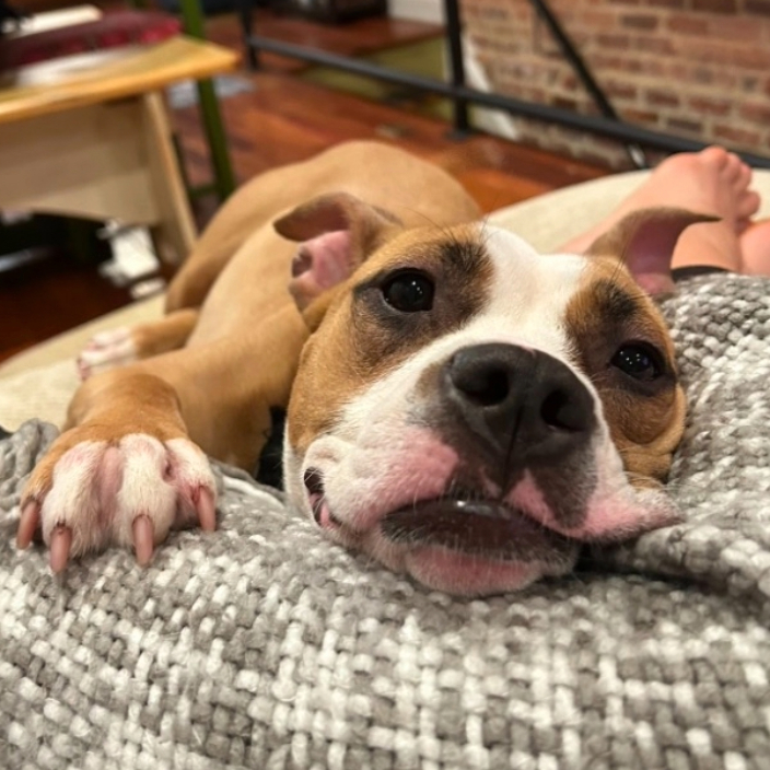 Black and Tan Pitbull snuggling on parent's legs on the couch