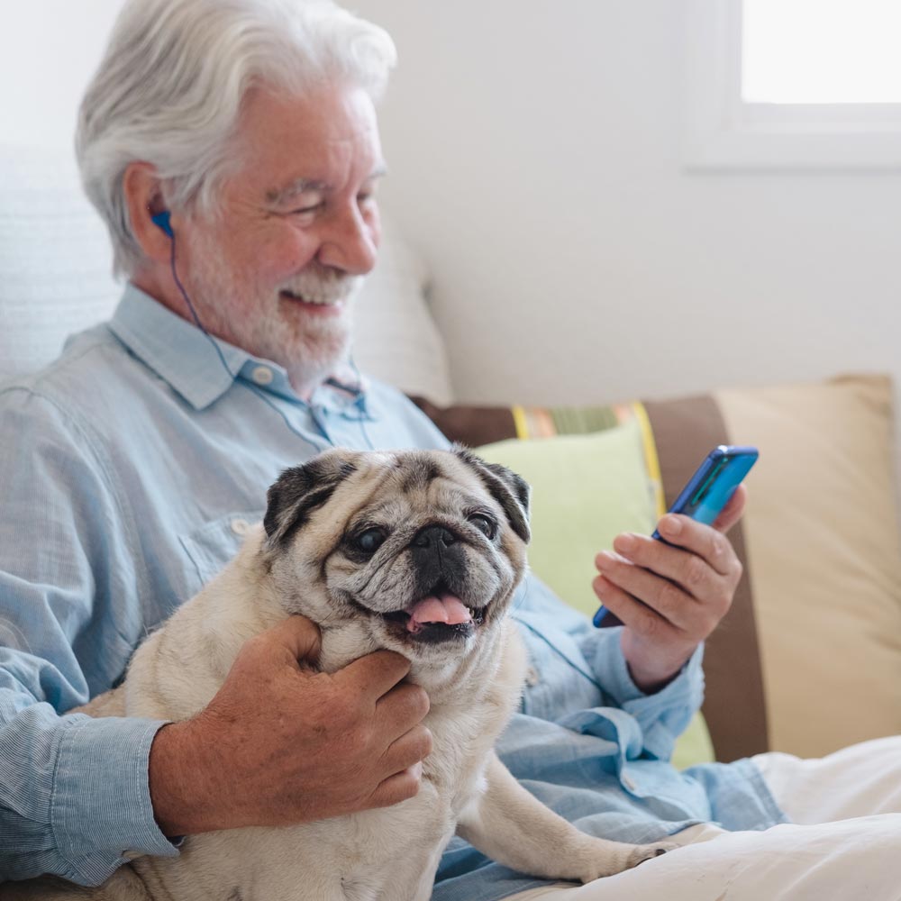 Tan emotional support pug with older gentleman looking at phone on the couch