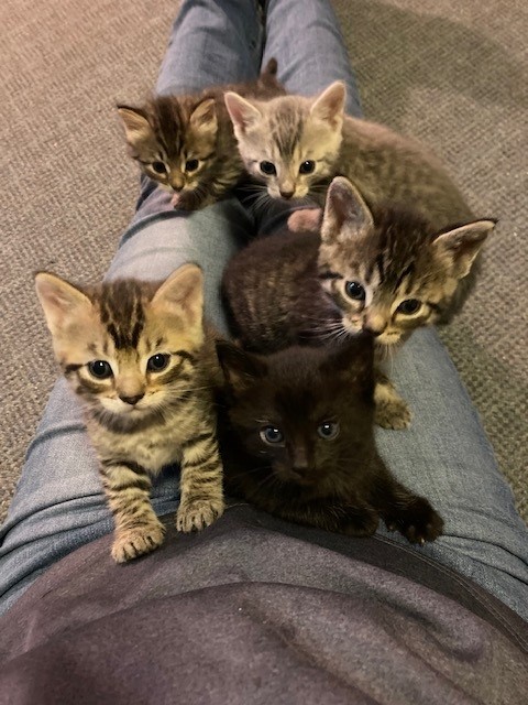 Lap full of kittens