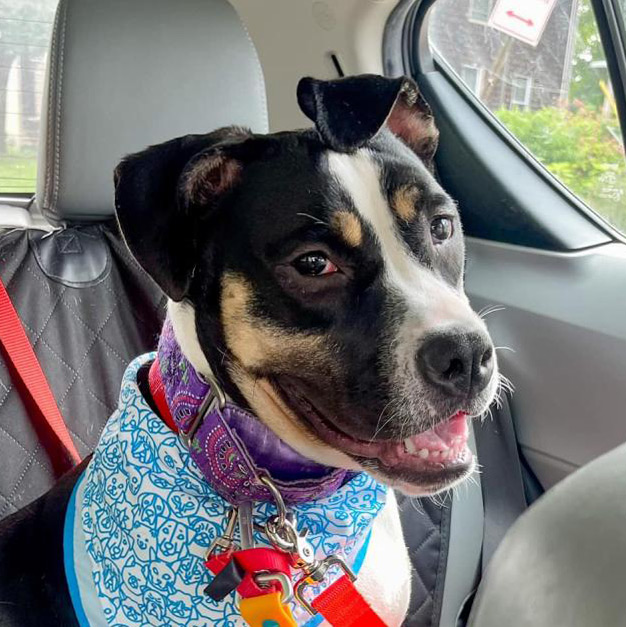 Deaf shelter dog with blue bandana in backseat of car