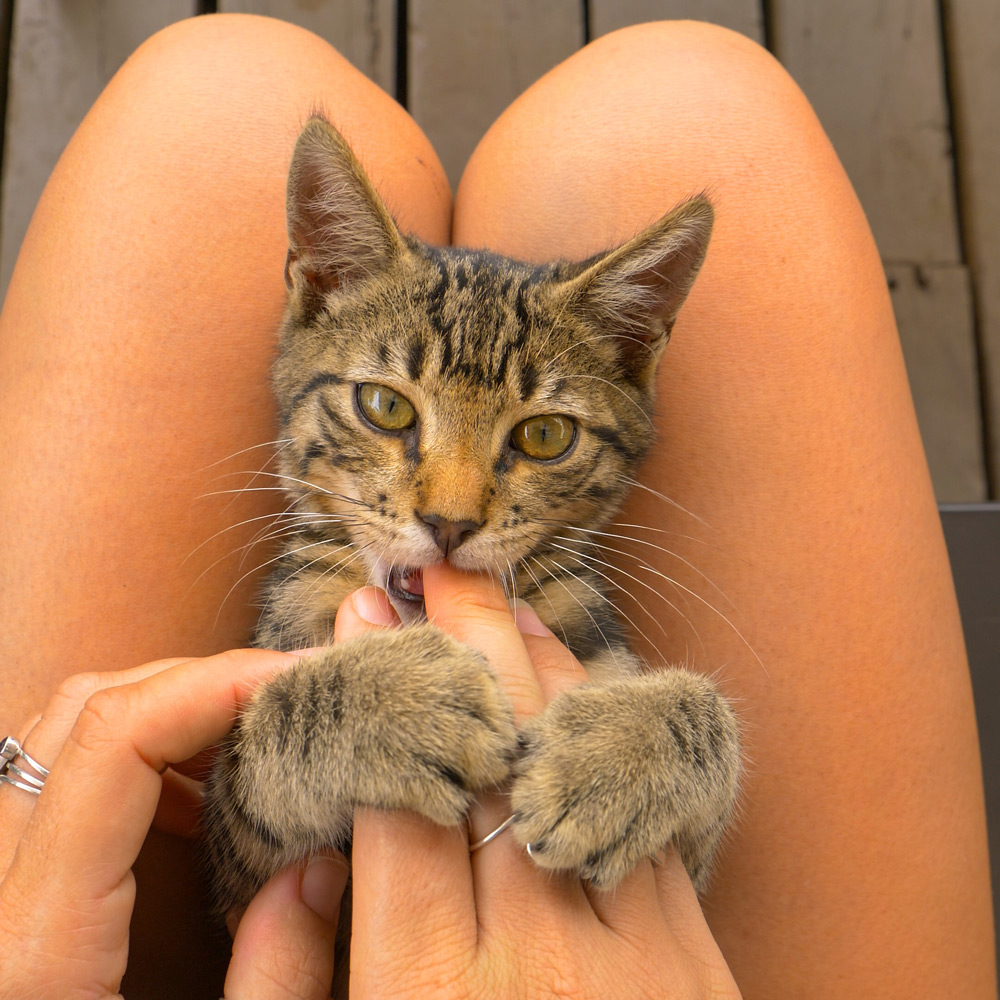 Cat biting hand due to petting overstimulation