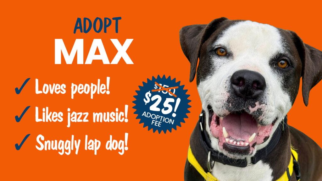 Adopt jazz loving shelter dog max!