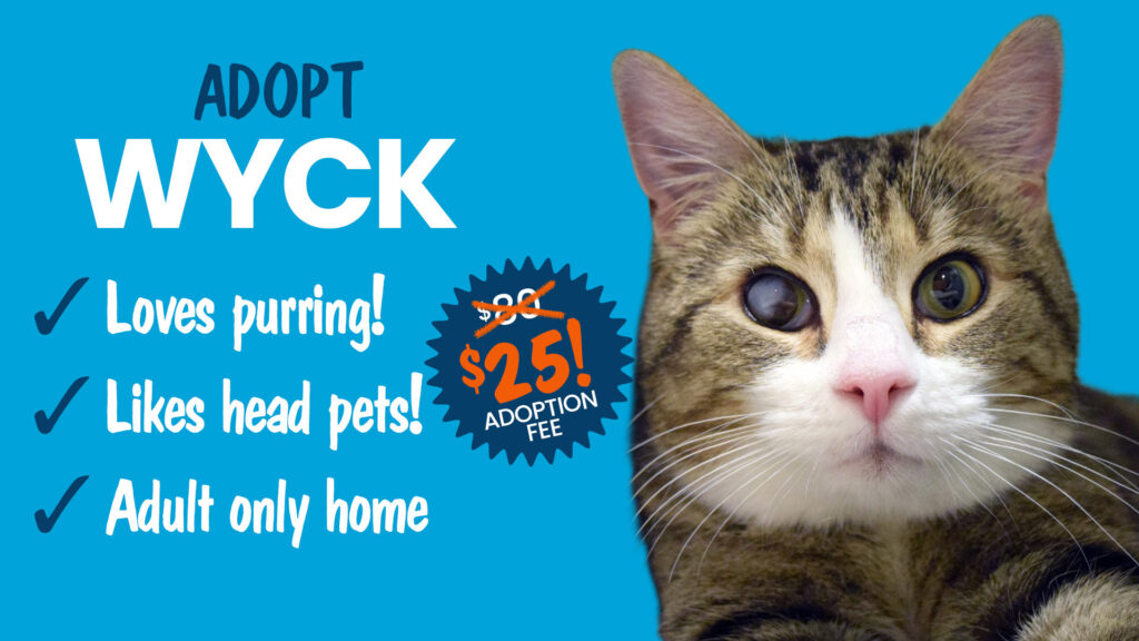 Adopt Wyck a senior cat who likes head pets
