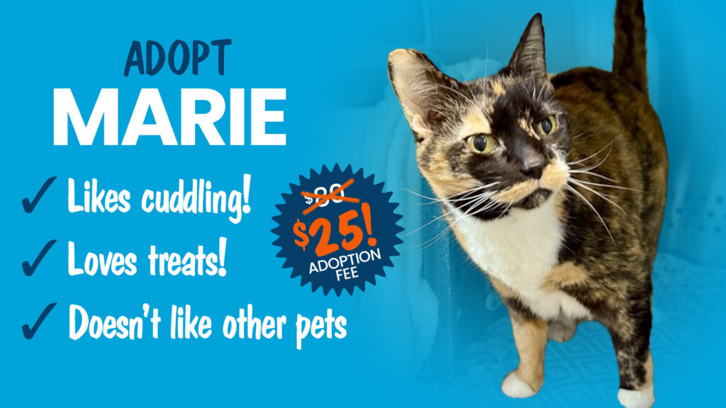 Promotional Graphic to adopt Marie, a tabby shelter cat