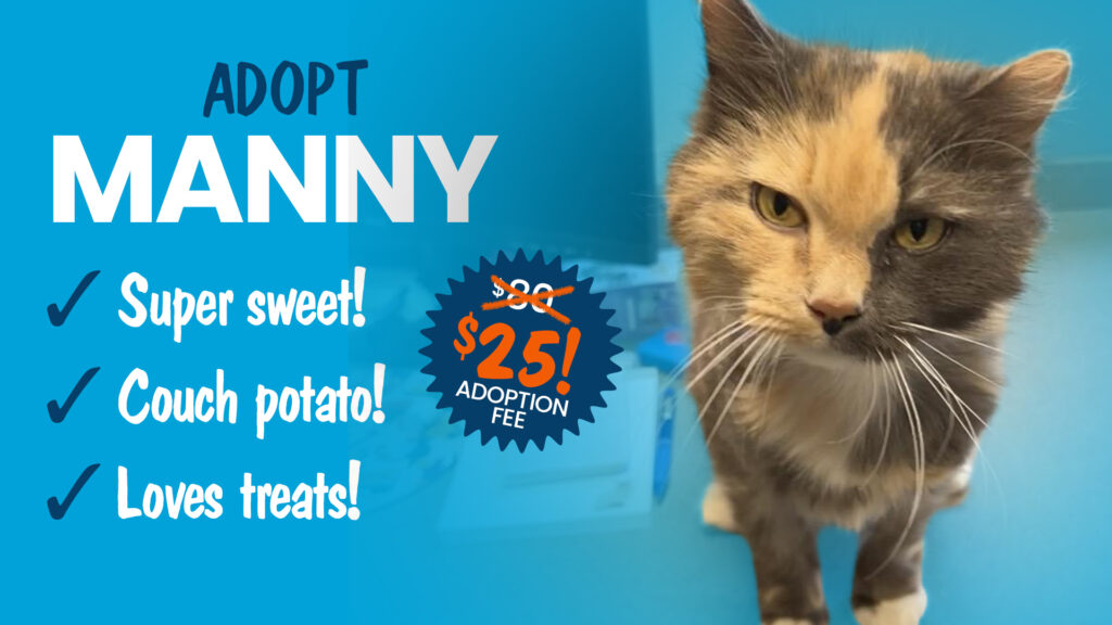 Adopt Manny a mixed senior shelter cat