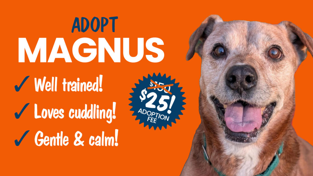 Adopt Magnus a tan mixed shelter dog