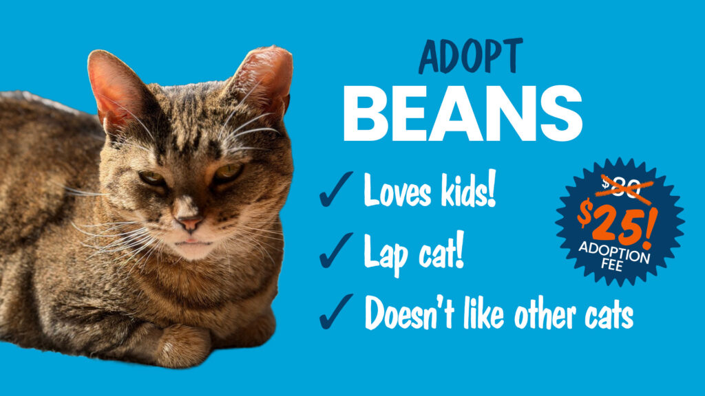 Promotional Graphic to adopt Beans the shelter cat
