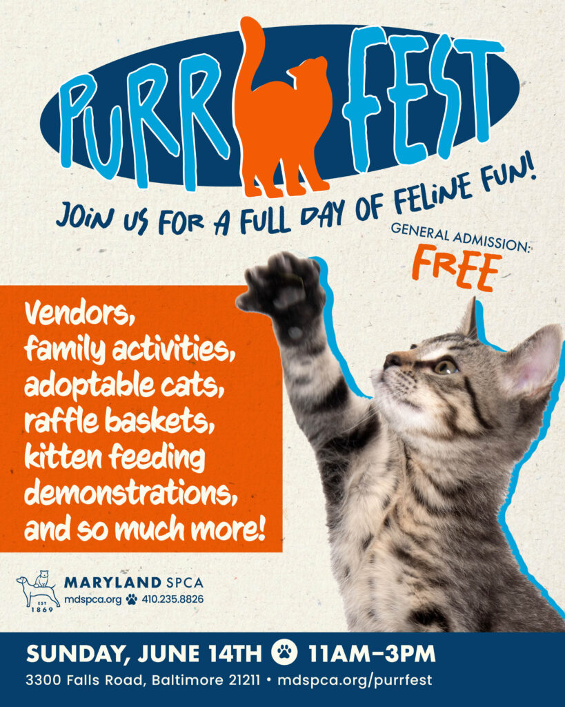 Purrfest 2026 noqr4x5