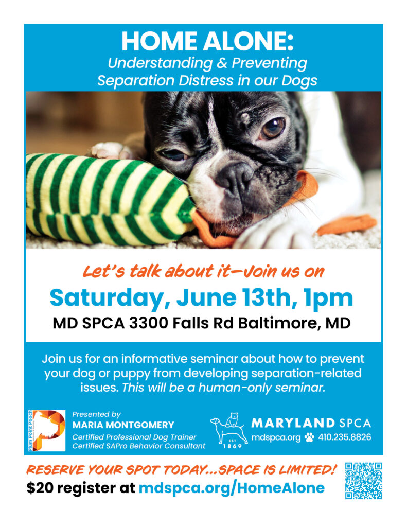 Separation Anxiety Seminar 061326 20bux
