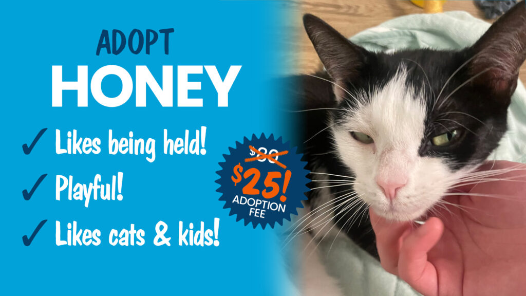 Black and white shy gentle shelter cat available for adoption