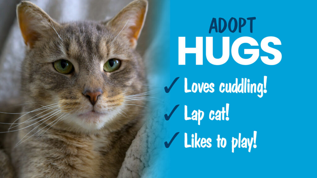 Adopt gray cuddly shelter cat