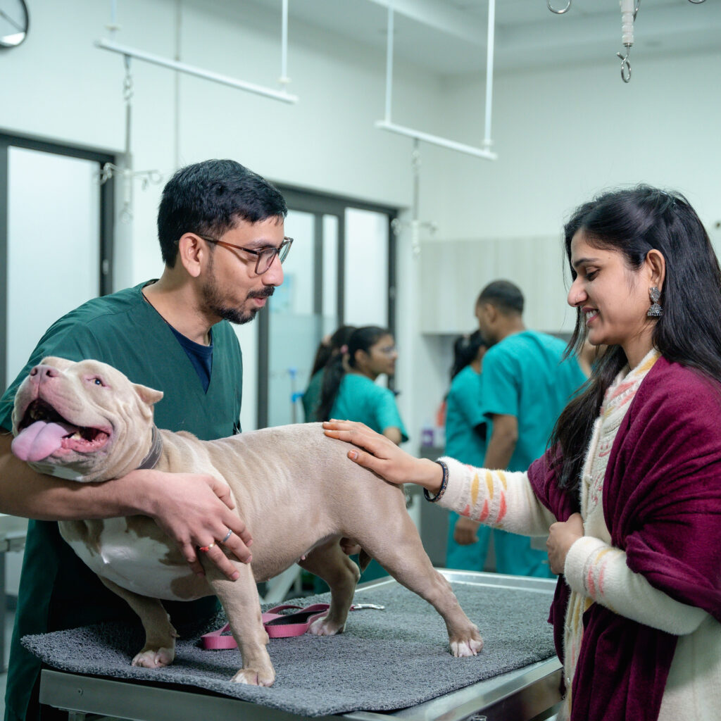 Blue pitbull owner helping position dog for vet check up.