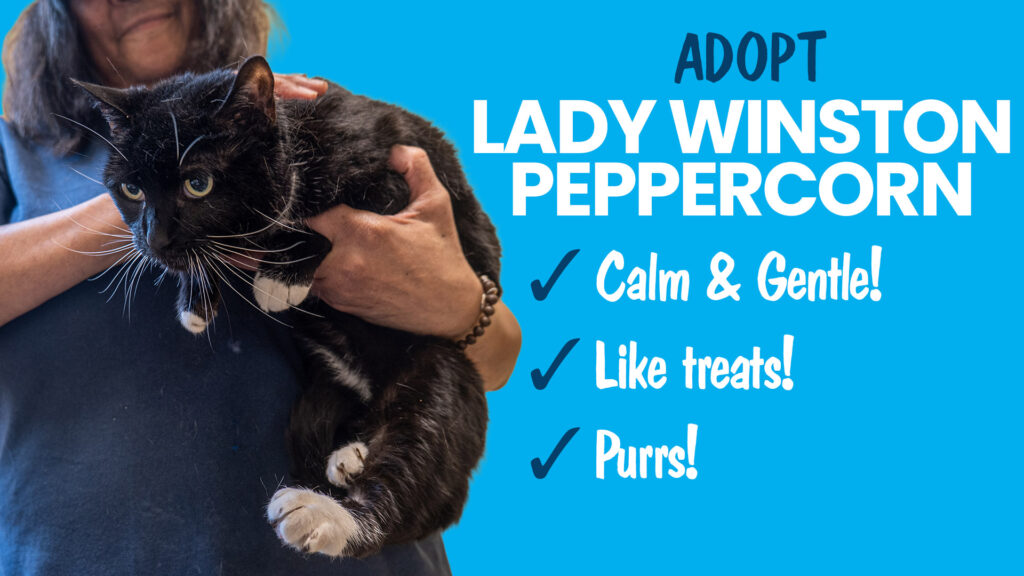 Adopt multicolored shelter cat