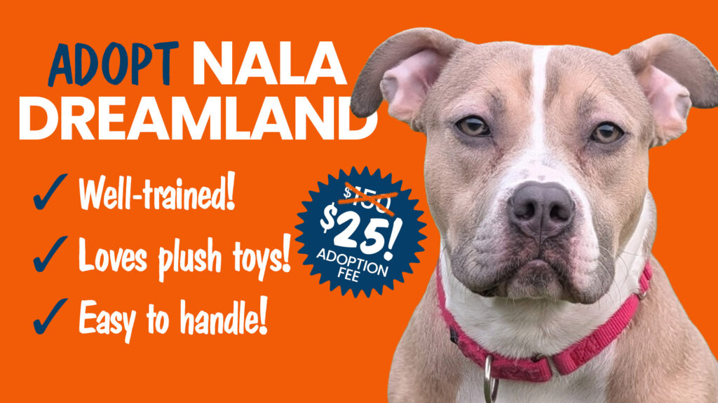 Adoptable tan and white shelter pitbull