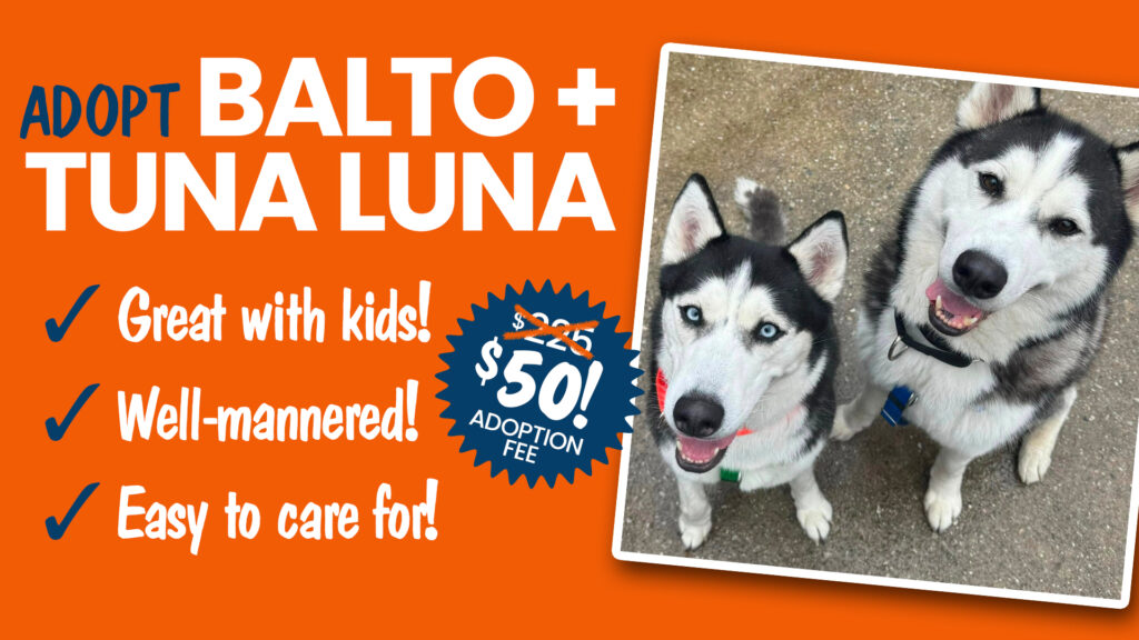 Pair of bonded shelter huskies looking for home