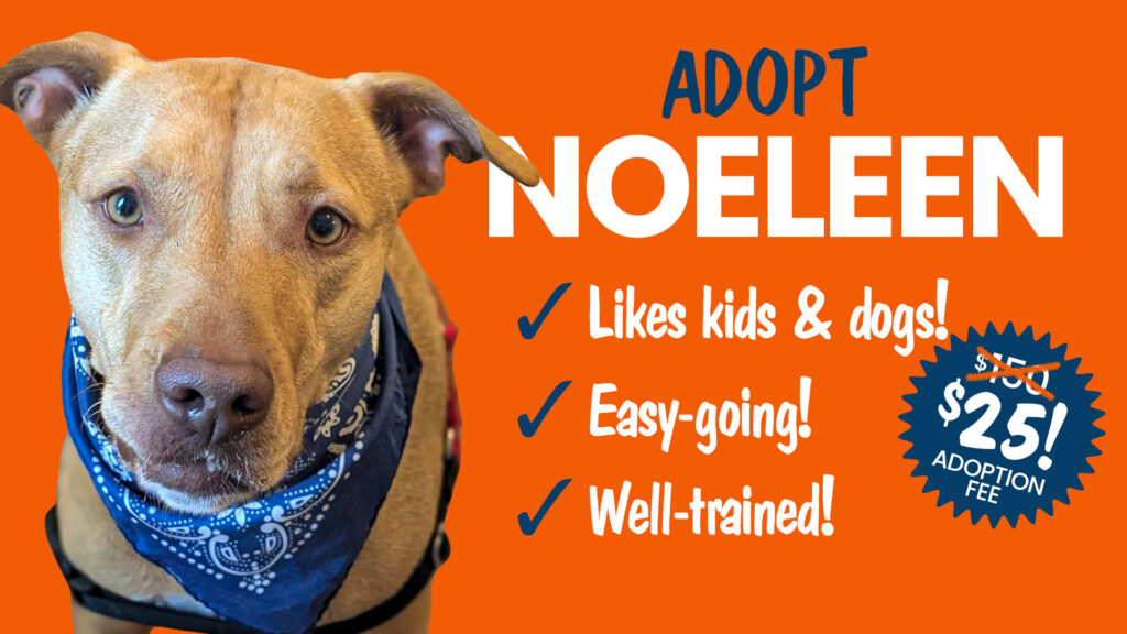 Tan easy going shelter dog available for adoption