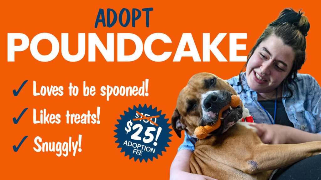 Cuddly brown and white pitbull shelter dog looking for family