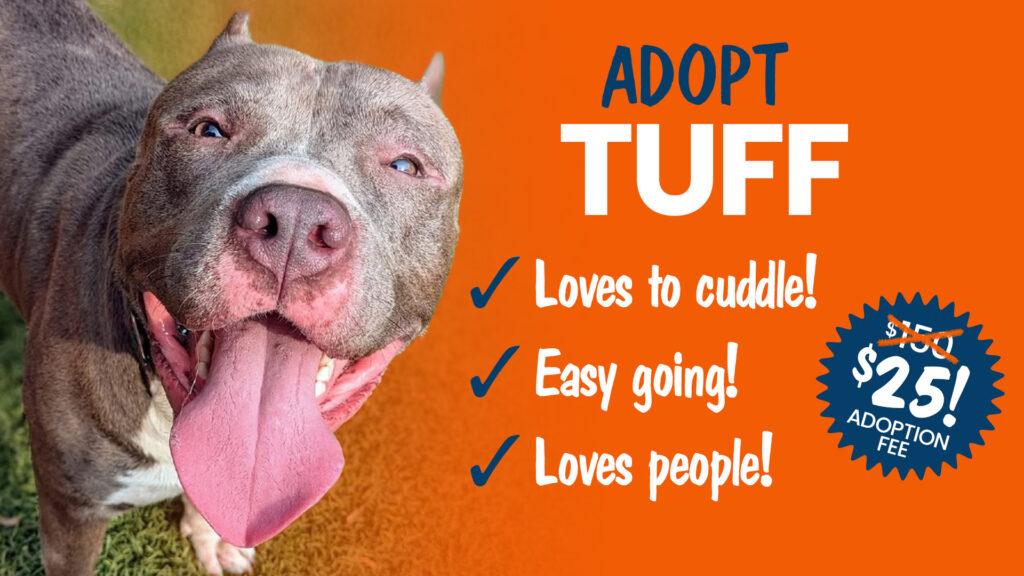 brown and white pitbull shelter dog looking for home - friendly cuddler