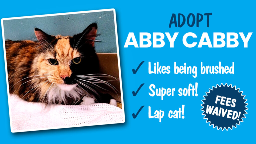 orange black and white long haired shelter cat looking for adoption