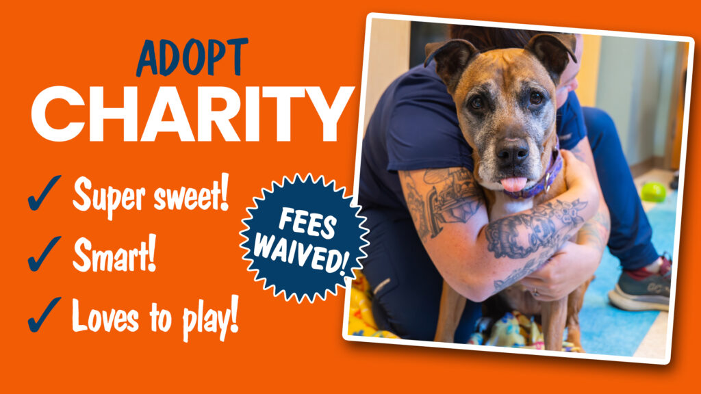 Brown shelter dog looking for home