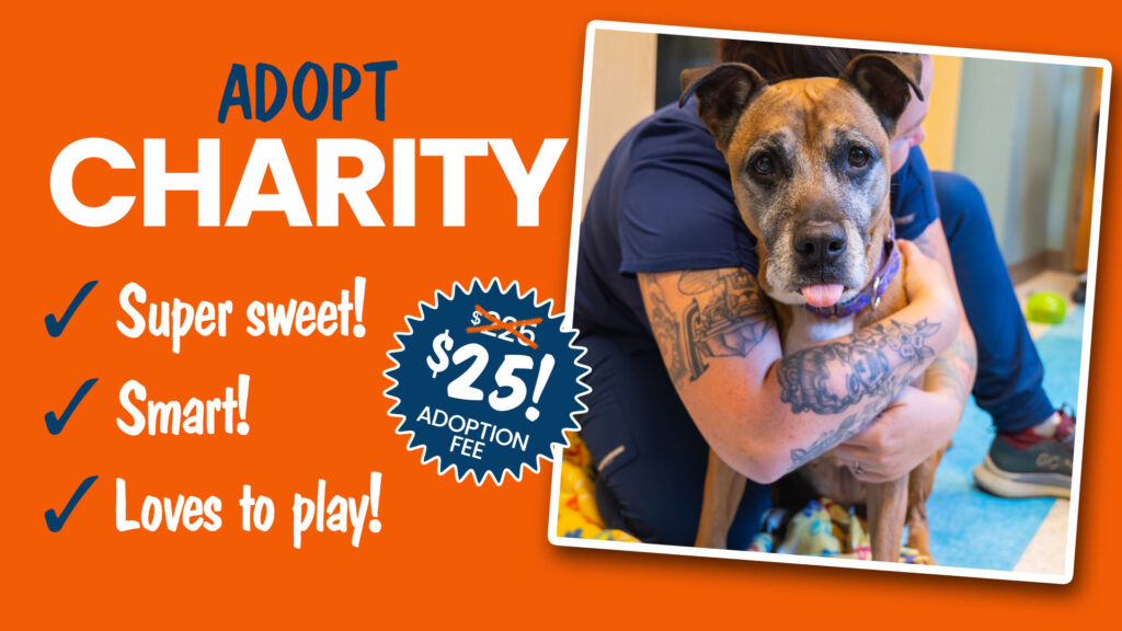 Brown pitbull mix shelter dog looking for adoption