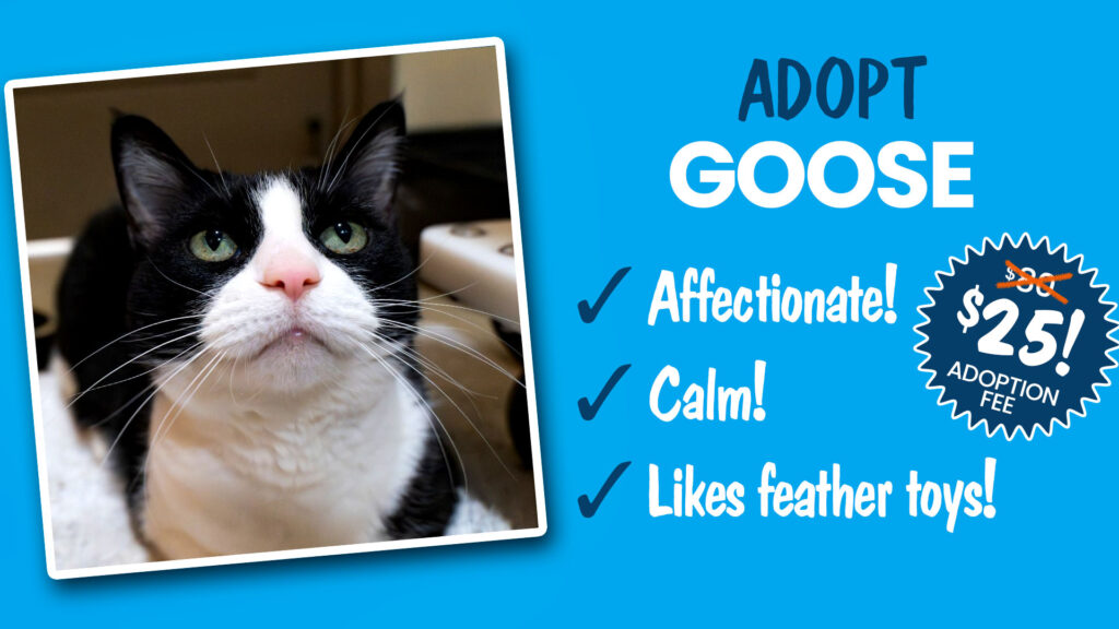 Black and white tuxedo shelter cat looking for adoption