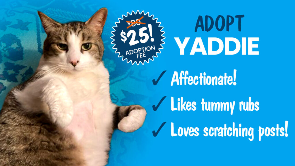 Tabby shelter cat looking for adoption