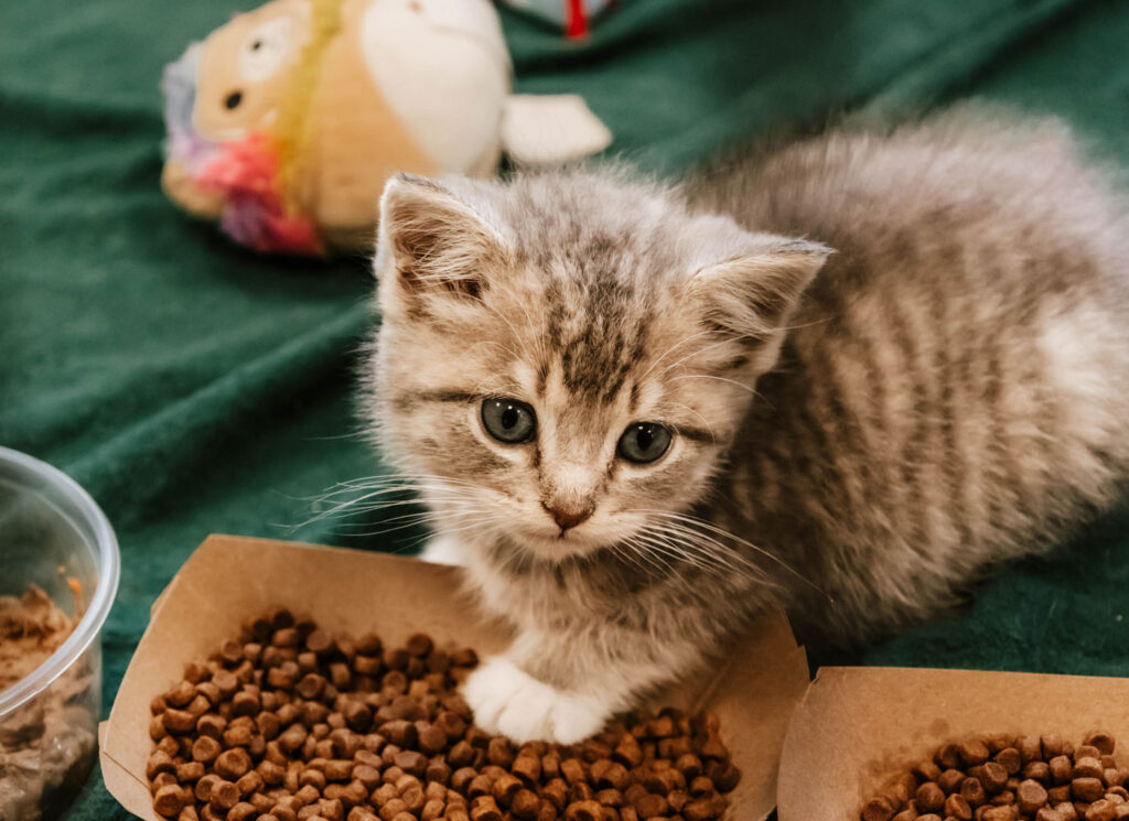 Hungry shelter kitten